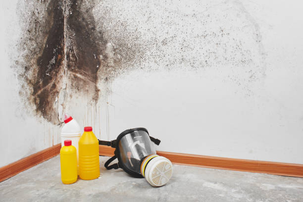 Mold Inspection, Removal & Remediation